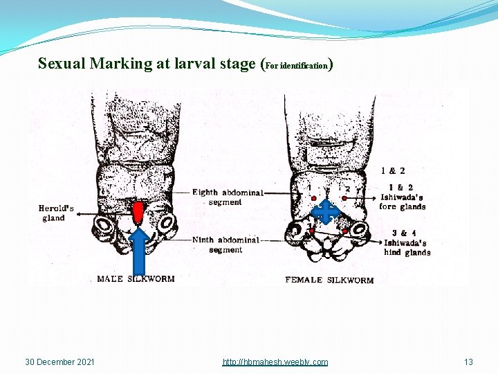 Sexual Marking at larval stage (For identification) 30 December 2021 http: //hbmahesh. weebly. com
