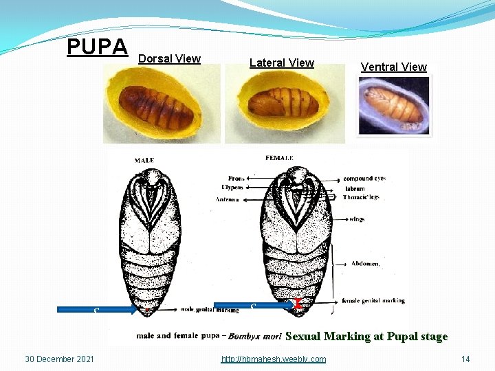 PUPA c Dorsal View Lateral View Ventral View c Sexual Marking at Pupal stage