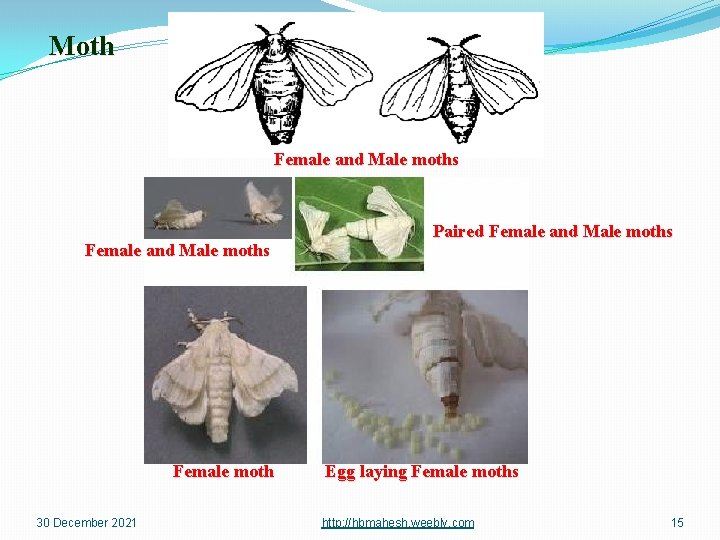 Moth Female and Male moths Female moth 30 December 2021 Paired Female and Male