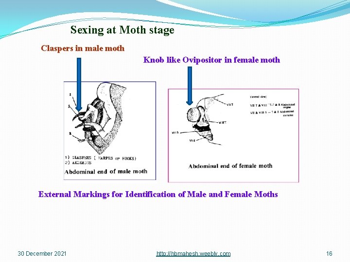 Sexing at Moth stage Claspers in male moth Knob like Ovipositor in female moth