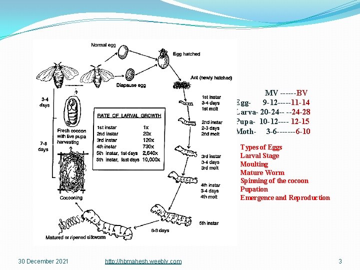 MV ------BV Egg 9 -12 -----11 -14 Larva- 20 -24 -- --24 -28 Pupa-