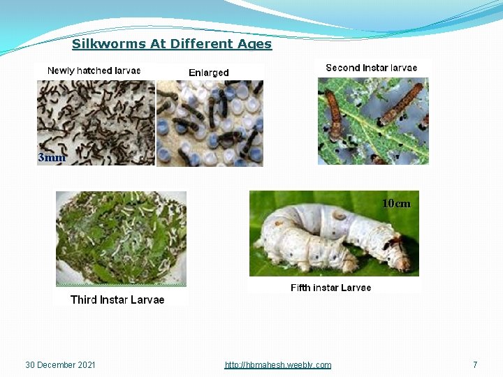 Silkworms At Different Ages 3 mm 10 cm 30 December 2021 http: //hbmahesh. weebly.