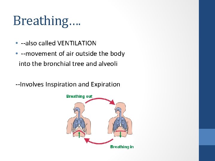 the process of breathing air out is called