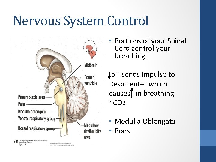 Nervous System Control • Portions of your Spinal Cord control your breathing. p. H