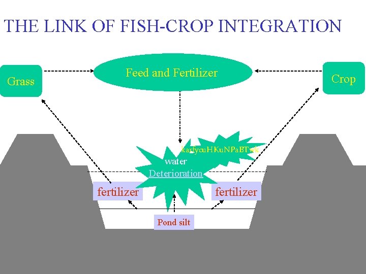 THE LINK OF FISH-CROP INTEGRATION Grass Feed and Fertilizer karfycu. HKu. NPa. BTwk water