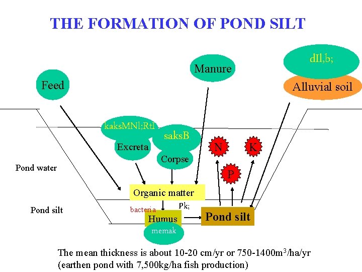 THE FORMATION OF POND SILT d. Il, b; Manure Feed Alluvial soil kaks. MNl;