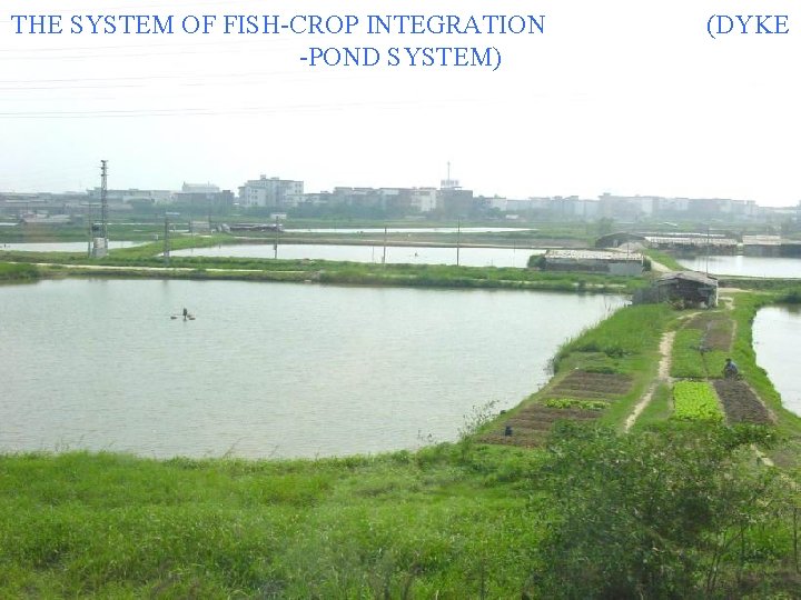 THE SYSTEM OF FISH-CROP INTEGRATION -POND SYSTEM) (DYKE 