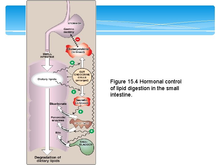 Figure 15. 4 Hormonal control of lipid digestion in the small intestine. 