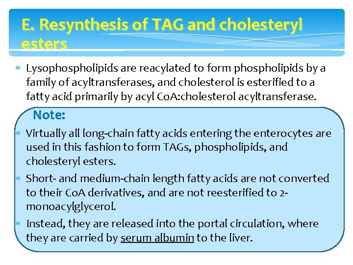 E. Resynthesis of TAG and cholesteryl esters Lysophospholipids are reacylated to form phospholipids by