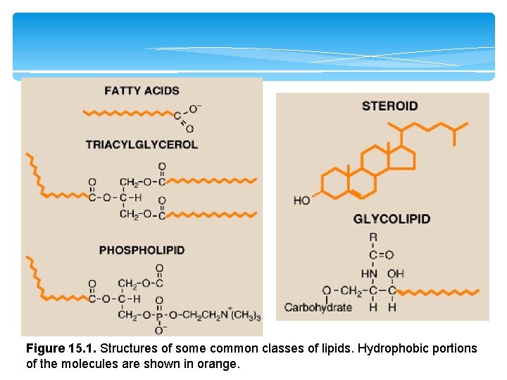 Figure 15. 1. Structures of some common classes of lipids. Hydrophobic portions of the