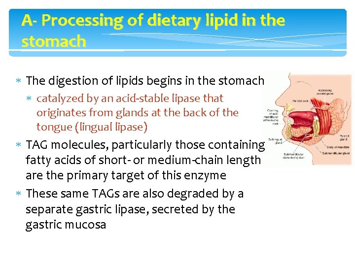 A- Processing of dietary lipid in the stomach The digestion of lipids begins in