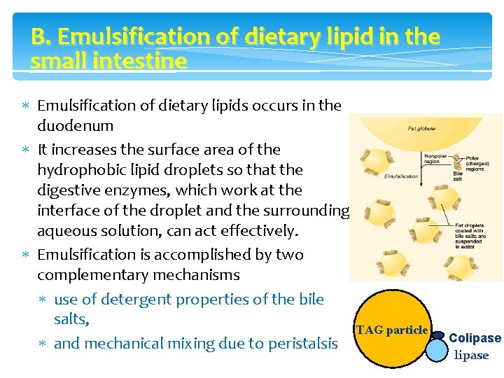 B. Emulsification of dietary lipid in the small intestine Emulsification of dietary lipids occurs