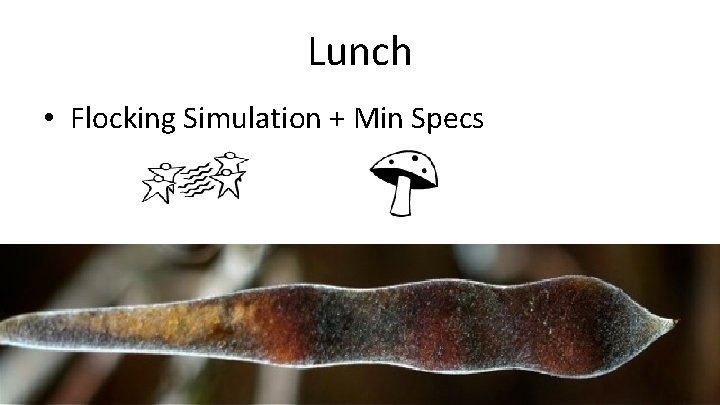 Lunch • Flocking Simulation + Min Specs 