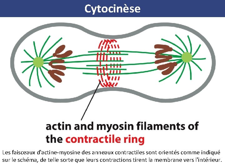 Cytocinèse Les faisceaux d'actine-myosine des anneaux contractiles sont orientés comme indiqué sur le schéma,