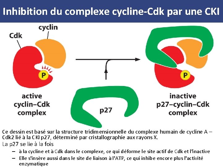 Inhibition du complexe cycline-Cdk par une CKI Ce dessin est basé sur la structure