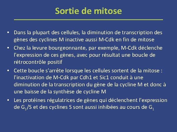 Sortie de mitose • Dans la plupart des cellules, la diminution de transcription des