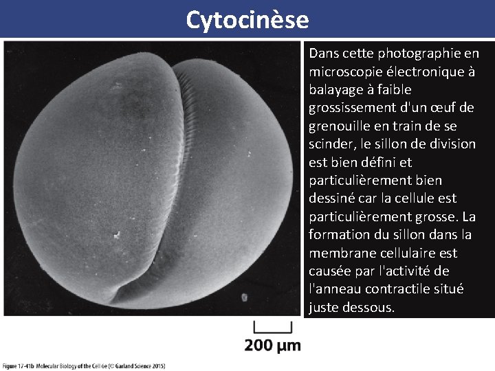 Cytocinèse Dans cette photographie en microscopie électronique à balayage à faible grossissement d'un œuf