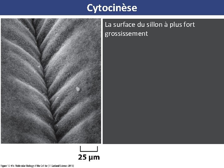 Cytocinèse La surface du sillon à plus fort grossissement 