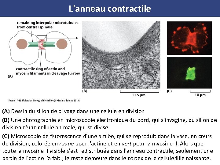 L'anneau contractile (A) Dessin du sillon de clivage dans une cellule en division (B)