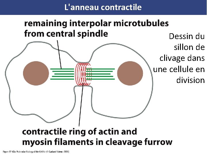 L'anneau contractile Dessin du sillon de clivage dans une cellule en division 