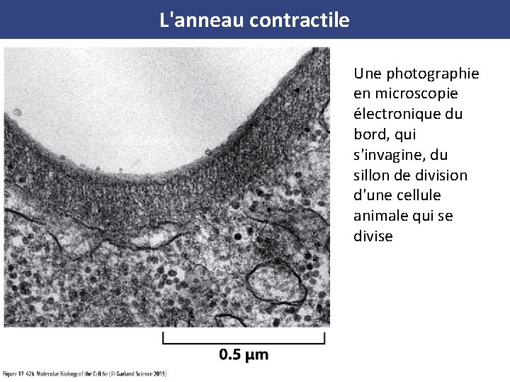 L'anneau contractile Une photographie en microscopie électronique du bord, qui s'invagine, du sillon de