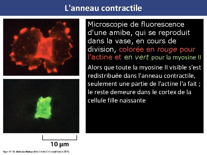 L'anneau contractile Microscopie de fluorescence d'une amibe, qui se reproduit dans la vase, en