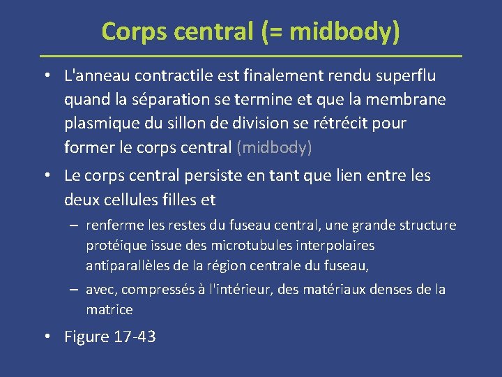 Corps central (= midbody) • L'anneau contractile est finalement rendu superflu quand la séparation