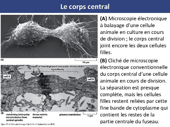 Le corps central (A) Microscopie électronique à balayage d'une cellule animale en culture en