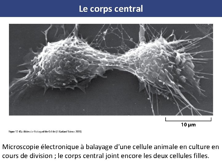 Le corps central Microscopie électronique à balayage d'une cellule animale en culture en cours