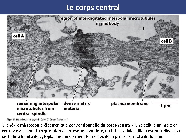 Le corps central Cliché de microscopie électronique conventionnelle du corps central d'une cellule animale