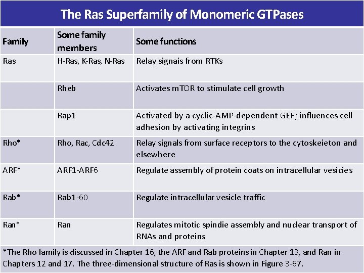 The Ras Superfamily of Monomeric GTPases Some family members Some functions Rheb Activates m.