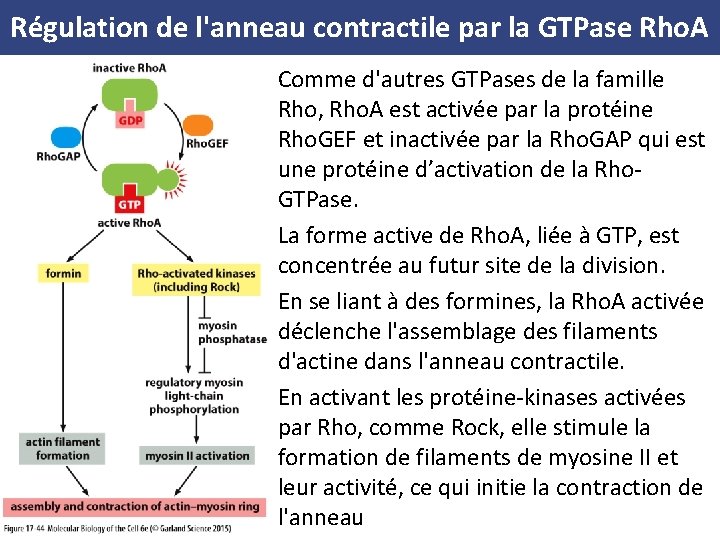 Régulation de l'anneau contractile par la GTPase Rho. A Comme d'autres GTPases de la