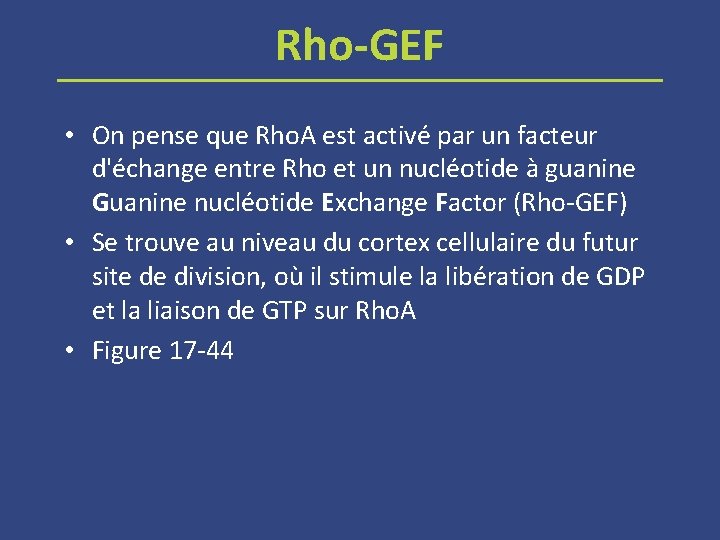 Rho-GEF • On pense que Rho. A est activé par un facteur d'échange entre