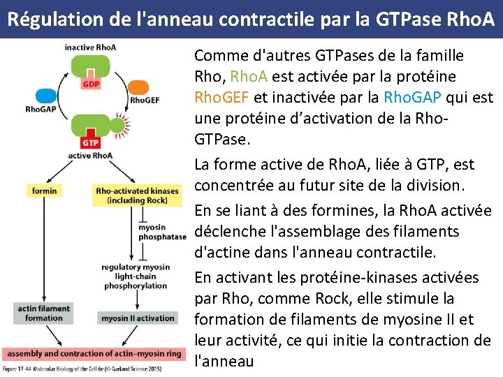 Régulation de l'anneau contractile par la GTPase Rho. A Comme d'autres GTPases de la