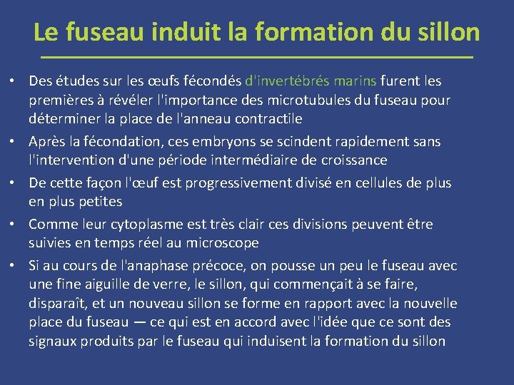 Le fuseau induit la formation du sillon • Des études sur les œufs fécondés