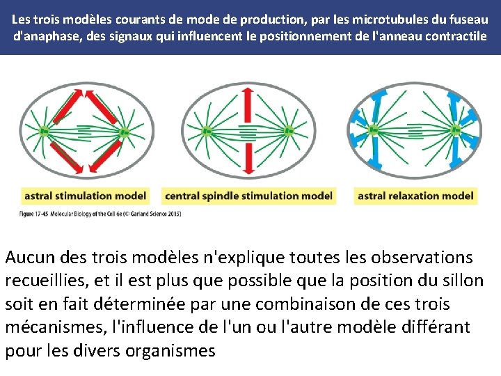 Les trois modèles courants de mode de production, par les microtubules du fuseau d'anaphase,