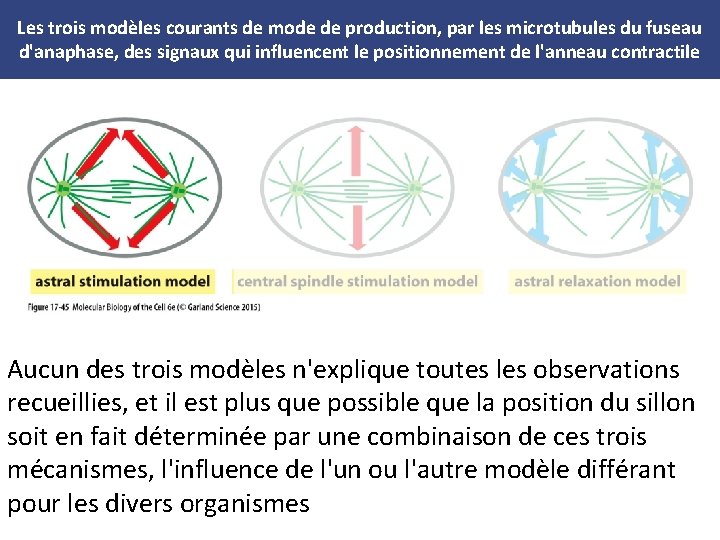 Les trois modèles courants de mode de production, par les microtubules du fuseau d'anaphase,