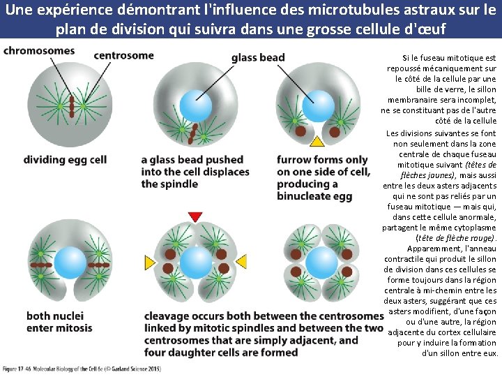 Une expérience démontrant l'influence des microtubules astraux sur le plan de division qui suivra