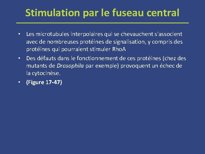 Stimulation par le fuseau central • Les microtubules interpolaires qui se chevauchent s'associent avec