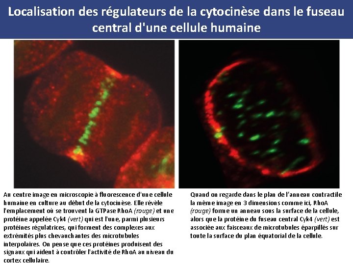 Localisation des régulateurs de la cytocinèse dans le fuseau central d'une cellule humaine Au