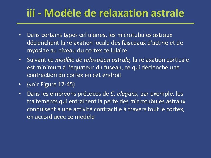 iii - Modèle de relaxation astrale • Dans certains types cellulaires, les microtubules astraux