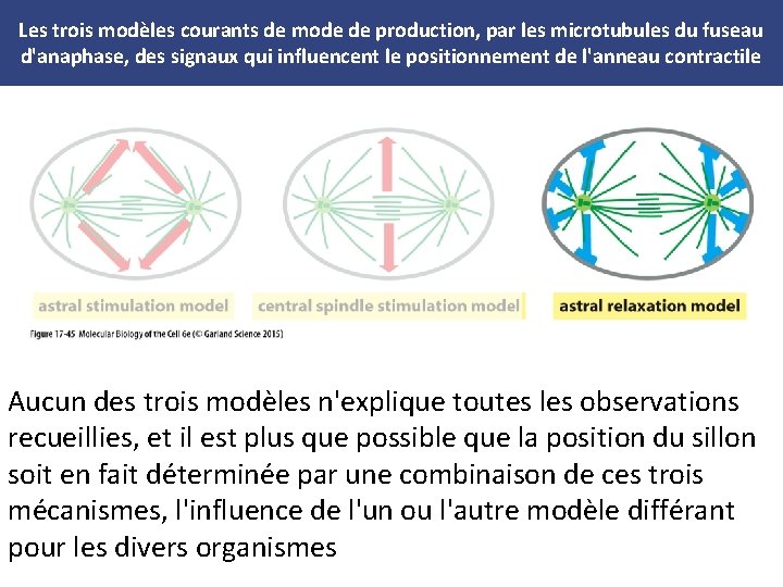 Les trois modèles courants de mode de production, par les microtubules du fuseau d'anaphase,