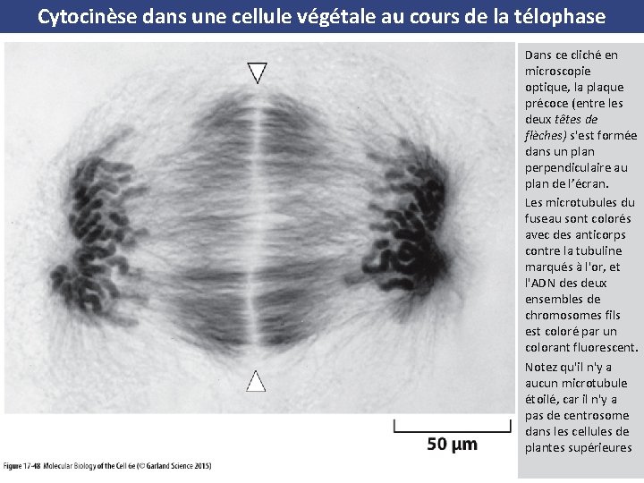 Cytocinèse dans une cellule végétale au cours de la télophase Dans ce cliché en