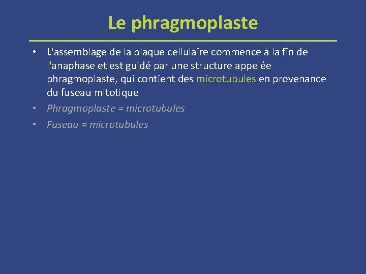 Le phragmoplaste • L'assemblage de la plaque cellulaire commence à la fin de l'anaphase