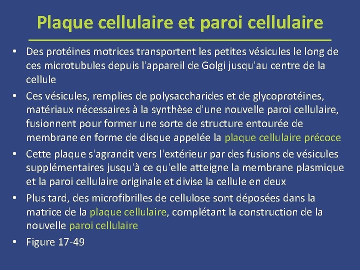 Plaque cellulaire et paroi cellulaire • Des protéines motrices transportent les petites vésicules le