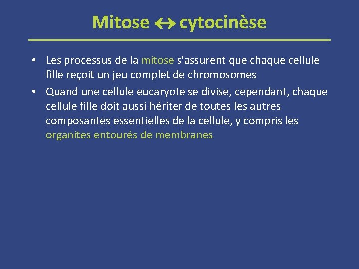 Mitose cytocinèse • Les processus de la mitose s'assurent que chaque cellule fille reçoit