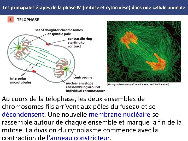 Les principales étapes de la phase M (mitose et cytocinèse) dans une cellule animale