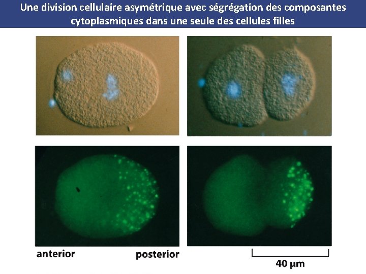 Une division cellulaire asymétrique avec ségrégation des composantes cytoplasmiques dans une seule des cellules