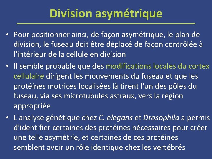 Division asymétrique • Pour positionner ainsi, de façon asymétrique, le plan de division, le