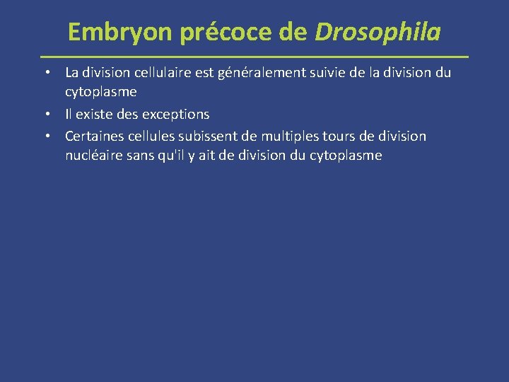 Embryon précoce de Drosophila • La division cellulaire est généralement suivie de la division